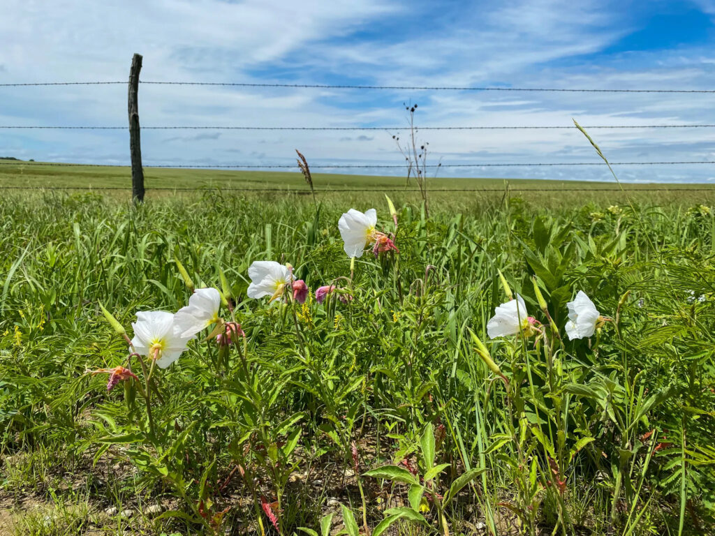 Scenes from the course during the Unbound XL 2022: some flowers blowing in the wind by a country fence.